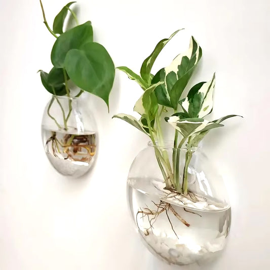 Glass Wall Plant Holder