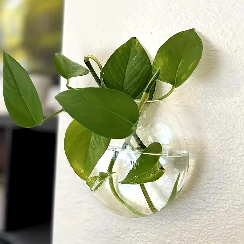 Glass Wall Plant Holder