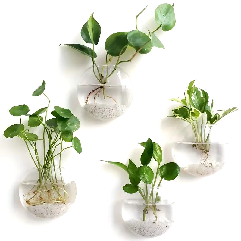 Glass Wall Plant Holder